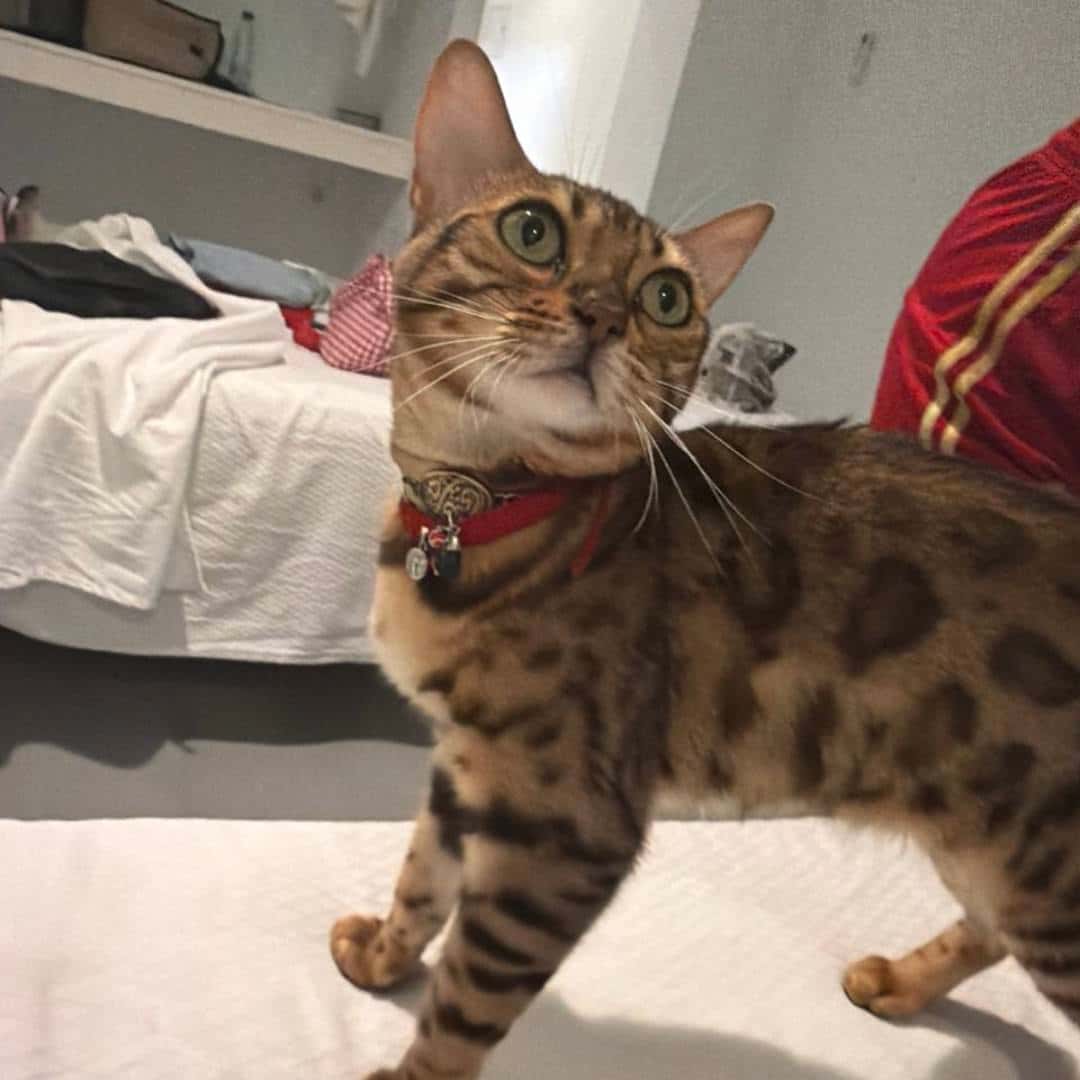 Phone photograph of a Bengal cat wearing a red collar in a bedroom